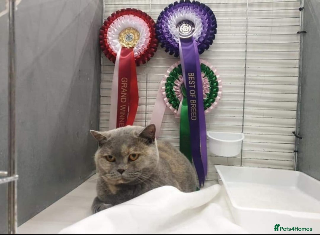 British Shorthair cats for sale: Beautiful gccf British short hair kittens  - Image 22