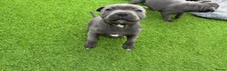 Staffordshire Bull Terrier dogs for sale: Beautiful Blue Staffordshire Bull Terrier Puppies in Glasgow - Advert 5