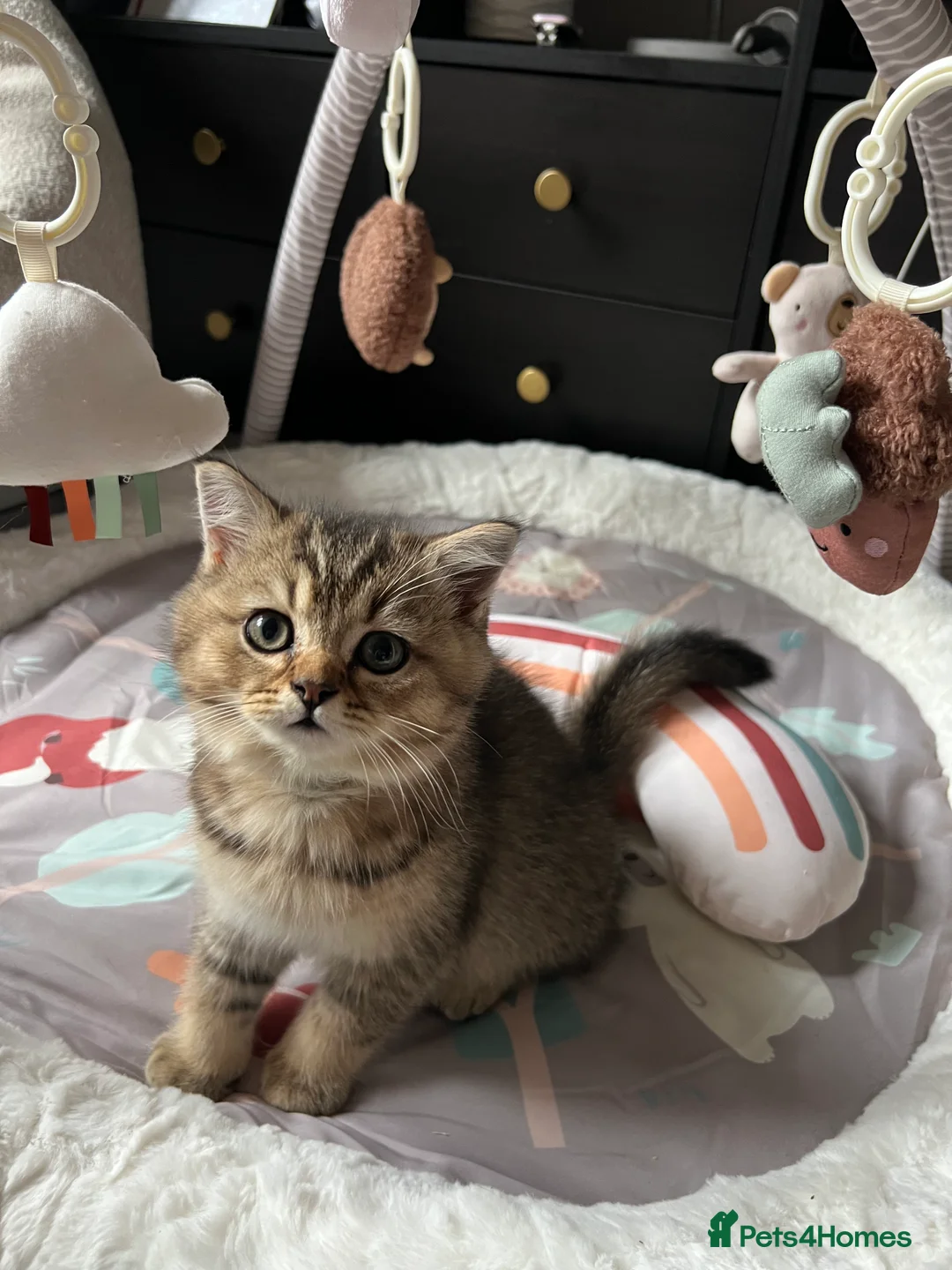 British Shorthair cats for sale: 4 Beautiful British Shorthair Kittens for Sale - Advert 11