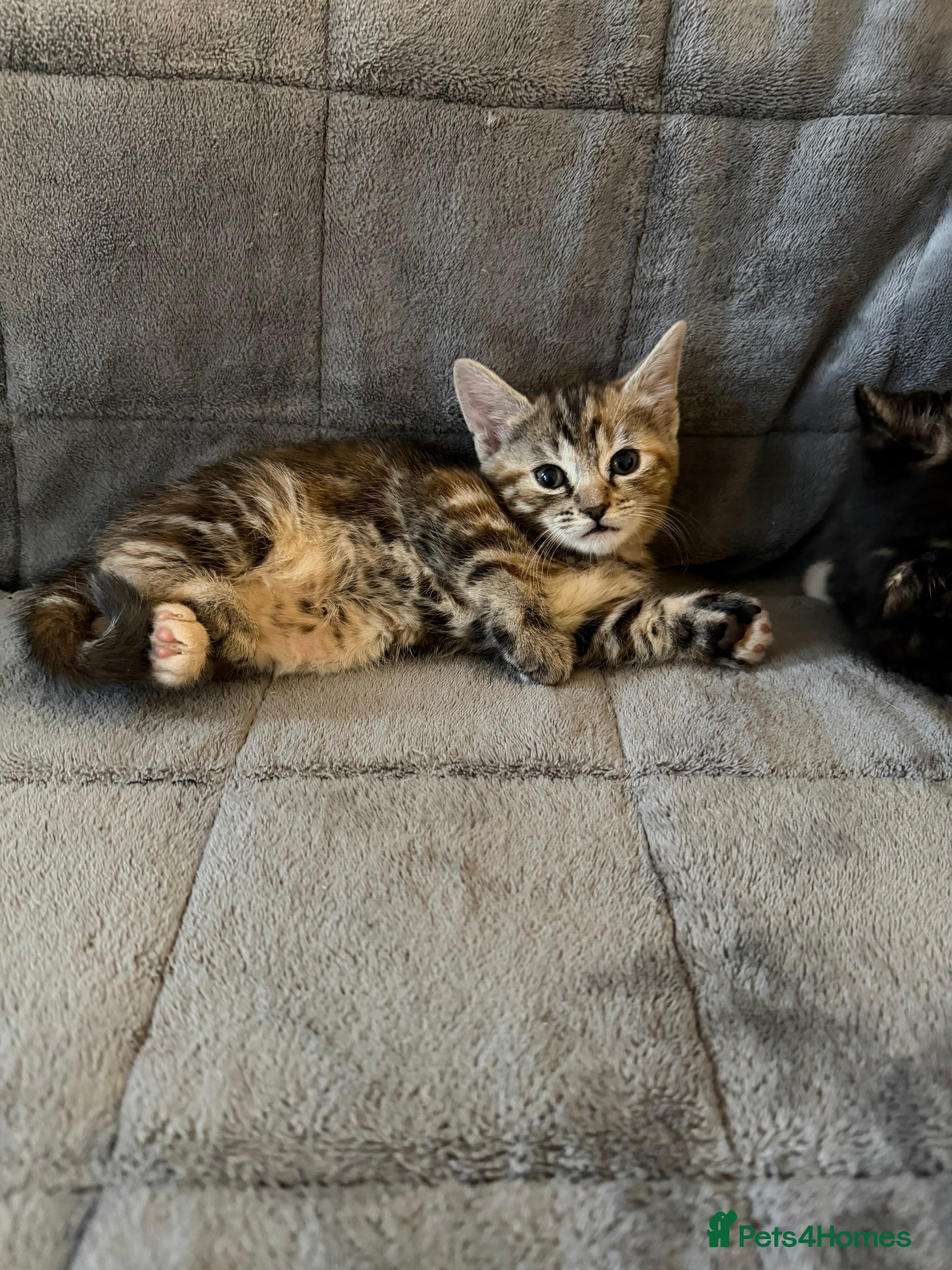 British Shorthair cats Mixed breed Bengal Kittens, Ready Today! - Advert 3