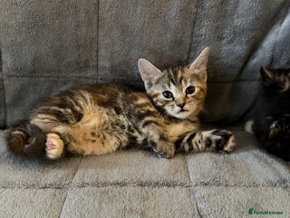British Shorthair cats Mixed breed Bengal Kittens, Ready Today! - Advert 3