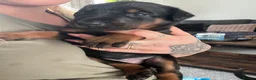 Mixed Breed dogs for sale: Adorable Doberman & Beauceron puppies for sale - Advert 23