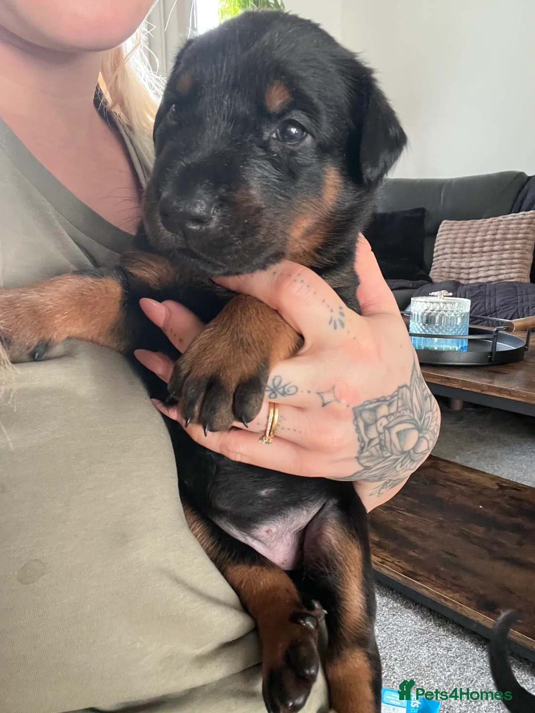Mixed Breed dogs for sale: Adorable Doberman & Beauceron puppies for sale - Advert 23