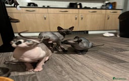 Sphynx cats for stud: Tica Registered Canadian Sphynx in Hull - Image 28