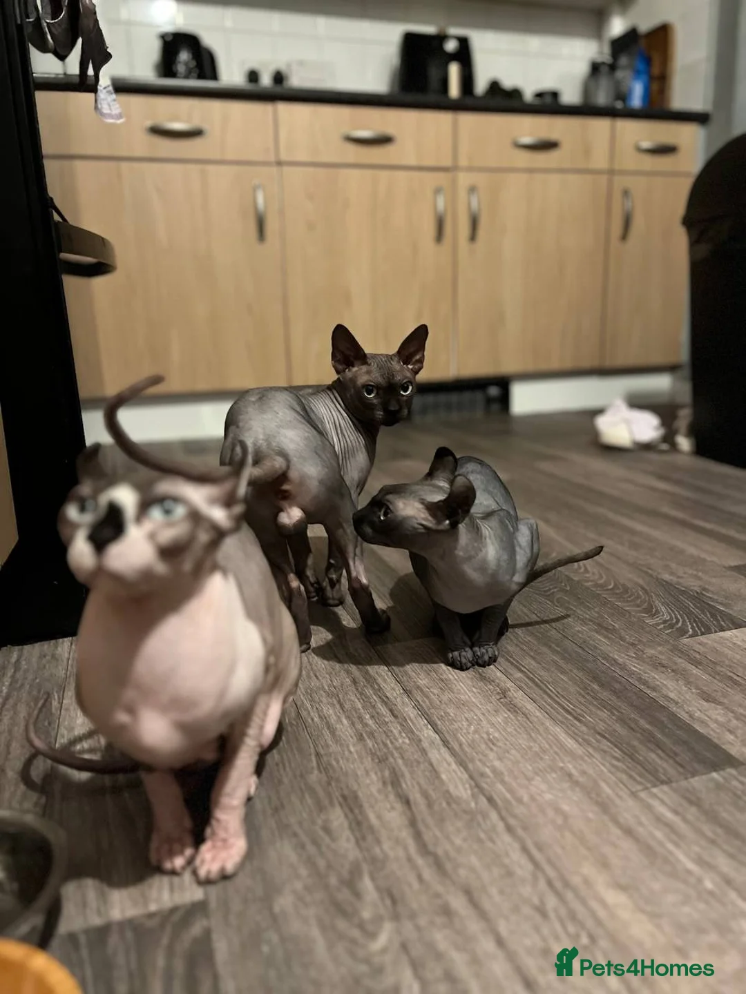 Sphynx cats for stud: Tica Registered Canadian Sphynx in Hull - Advert 28