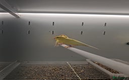 Canaries birds for sale: Irish fancy canary  - Image 12