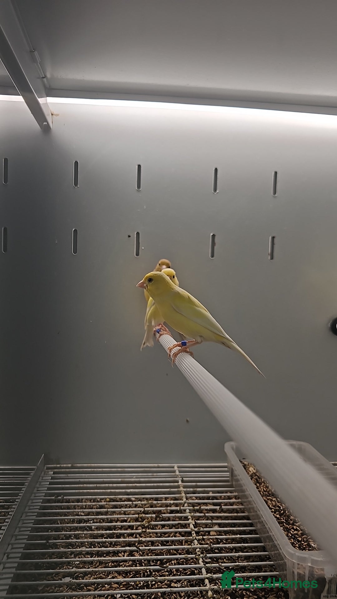 Canaries birds for sale: Irish fancy canary  - Image 12