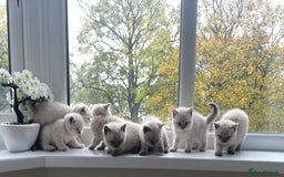 British Shorthair cats for sale: British Shorthair colour point kittens white  - Image 22