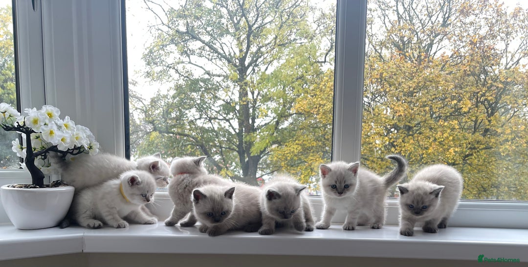 British Shorthair cats for sale: British Shorthair colour point kittens white  - Image 22