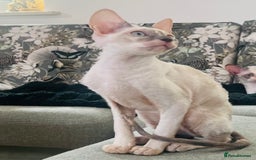 Cornish Rex cats for sale: Stunning ready to leave now Cornish Rex Female  - Image 4