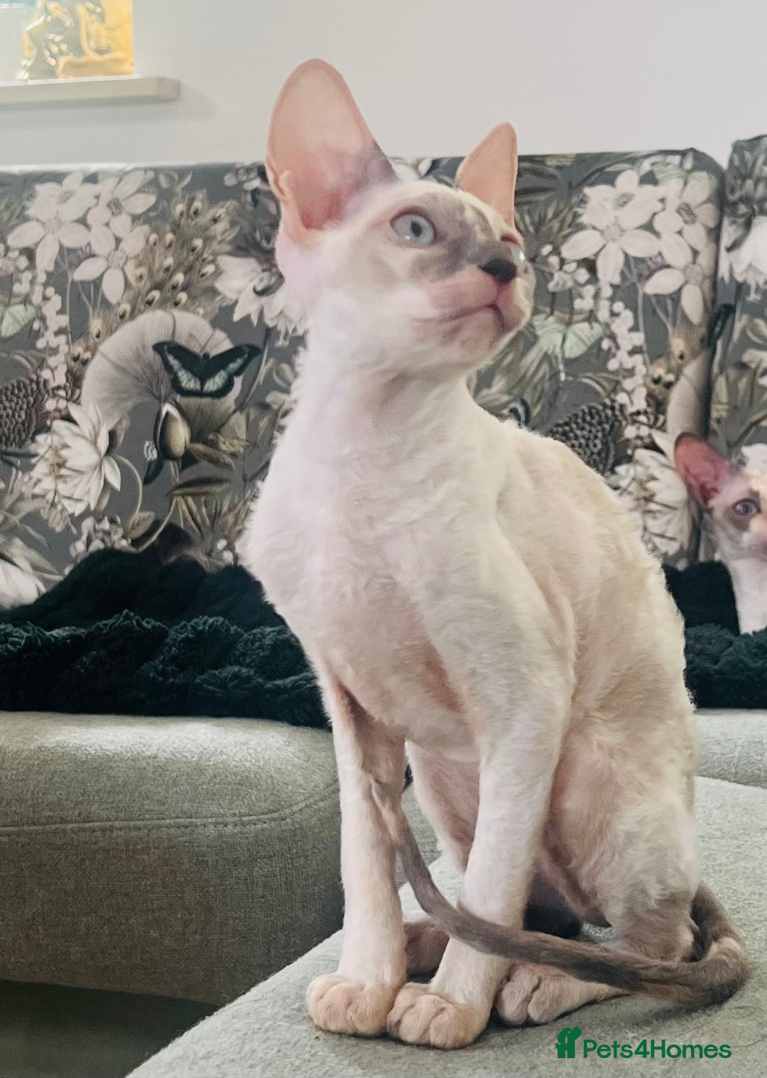Cornish Rex cats for sale: Stunning ready to leave now Cornish Rex Female  - Image 4