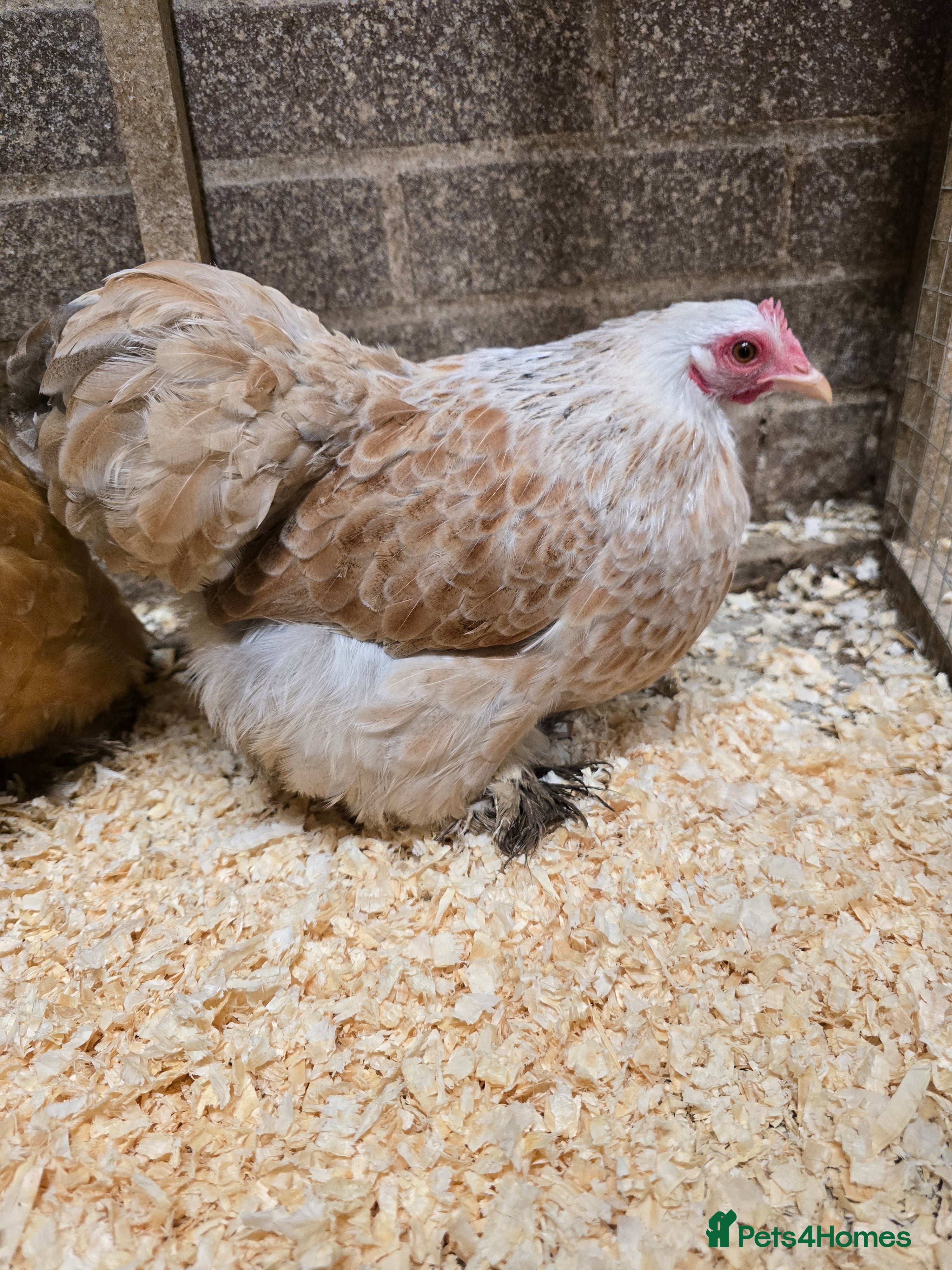 Chickens poultry Pekin Bantam Pullets POL  - Advert 3