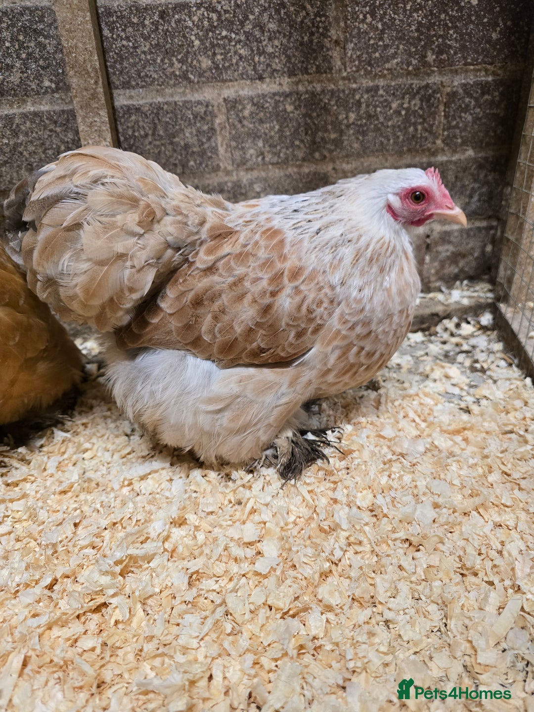 Chickens poultry for sale: Pekin Bantam Pullets POL  - Advert 1