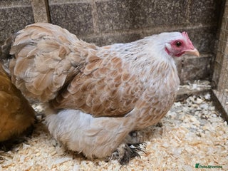 Chickens poultry Pekin Bantam Pullets POL - Advert 13