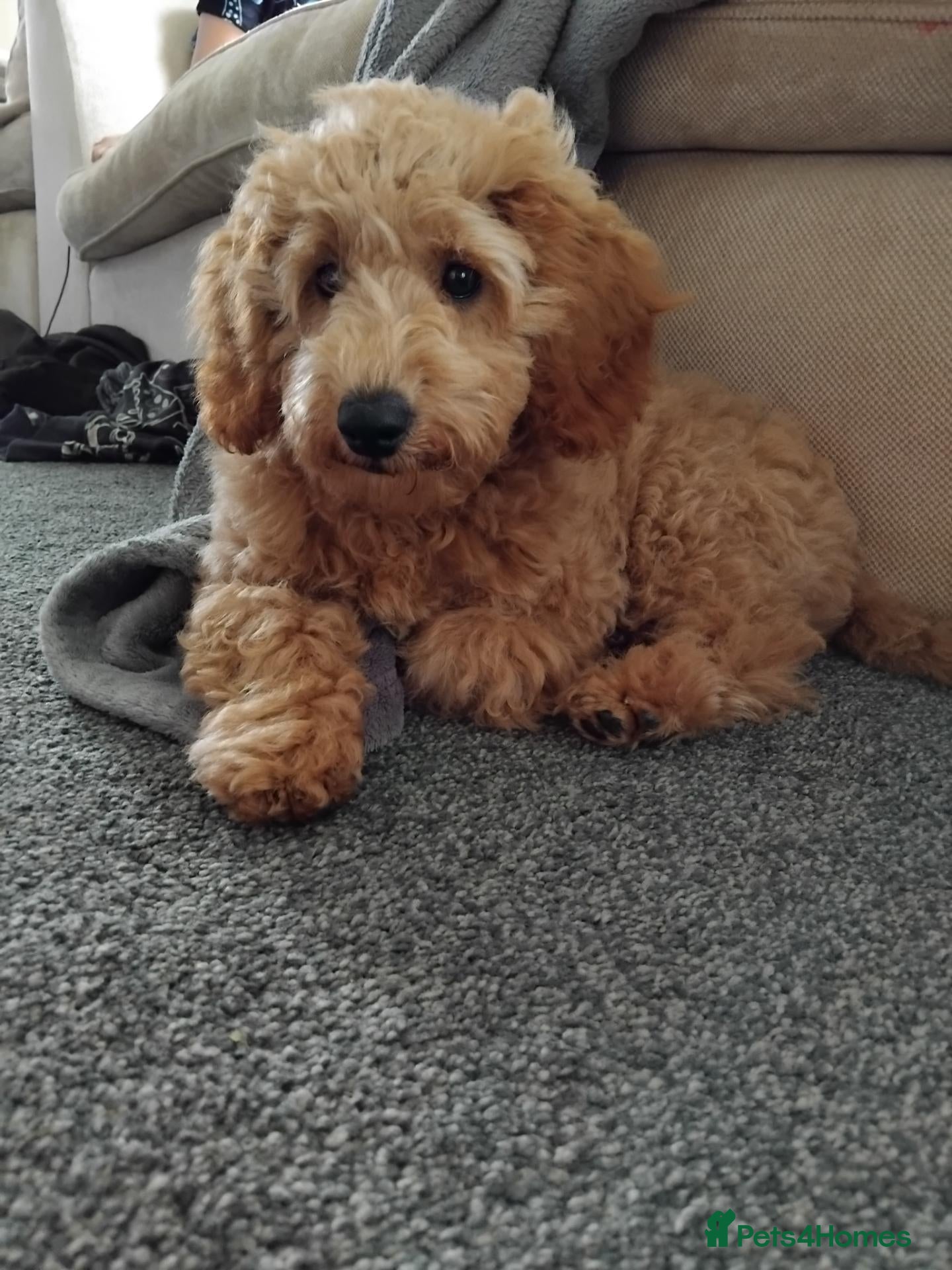 Cavapoo dogs Beautiful cavapoo girl  - Advert 2