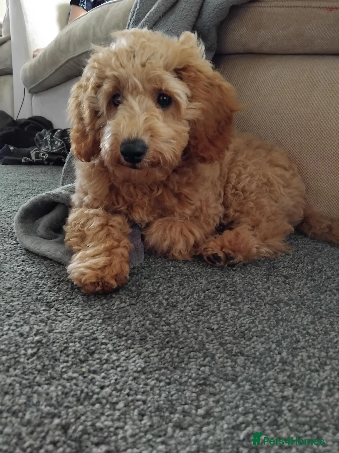 Cavapoo dogs for sale: Beautiful cavapoo girl  - Advert 1