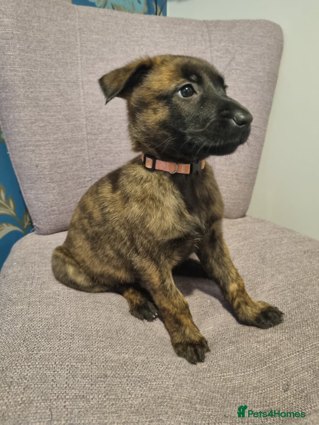 Belgian Shepherd Dog dogs for sale: Mother is a Dutch Herder NOT Belgian shepherd!!  - Advert 6