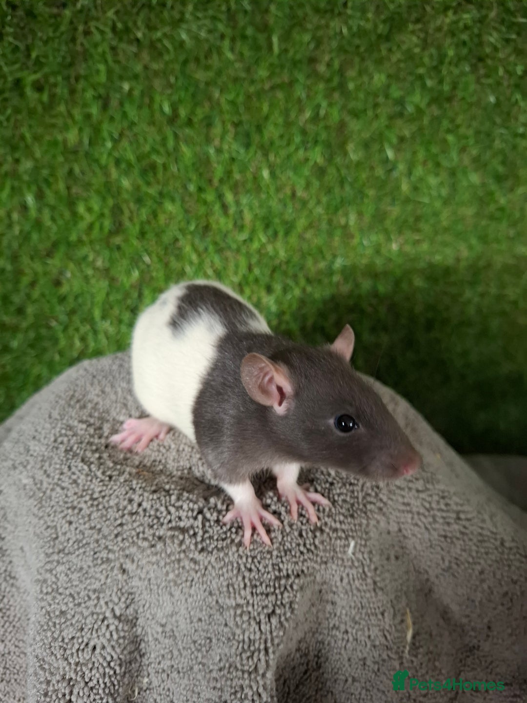 Rat rodents for sale: BABY RATS READY NOW - Advert 1
