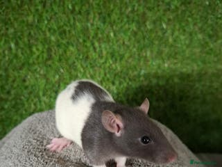 Rat rodents BABY RATS READY NOW - Advert 1
