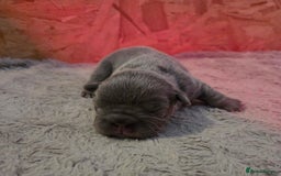 French Bulldog dogs for sale: 5 beautiful male french bulldog puppies  - Image 26