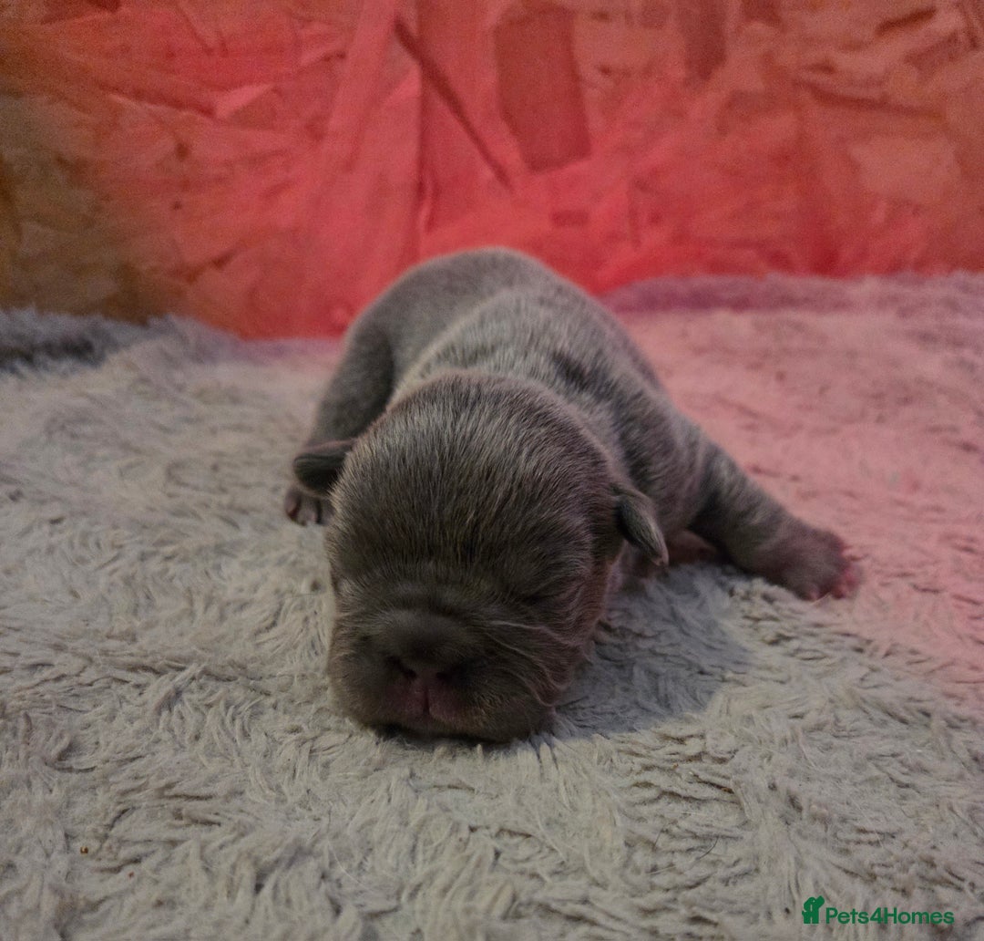 French Bulldog dogs for sale: 5 beautiful male french bulldog puppies  - Image 26