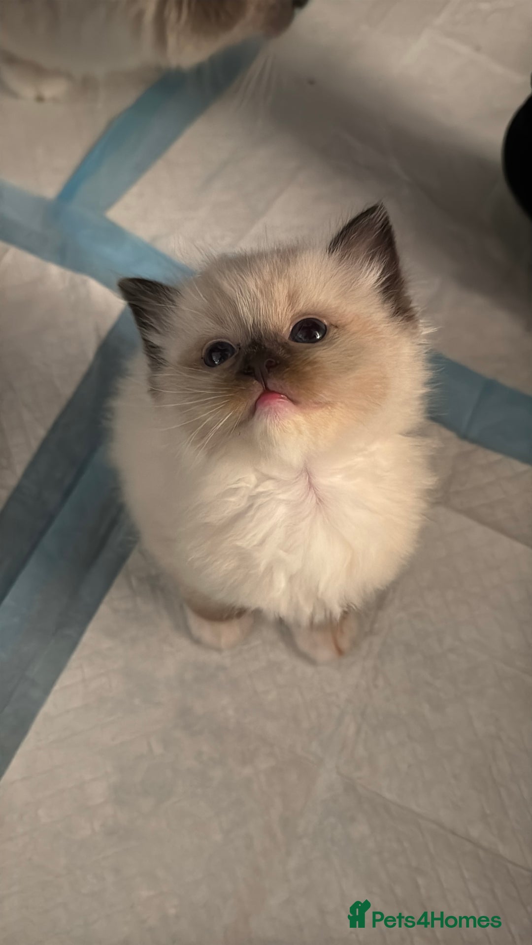 Ragdoll cats for sale: 6 Ragdoll kittens - Advert 11