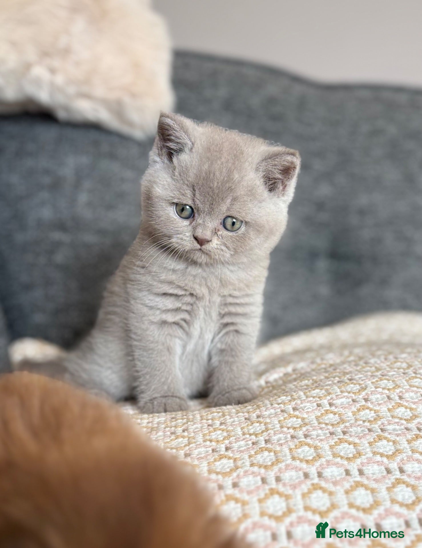 British Shorthair cats British Shorthair Kittens - Advert 2
