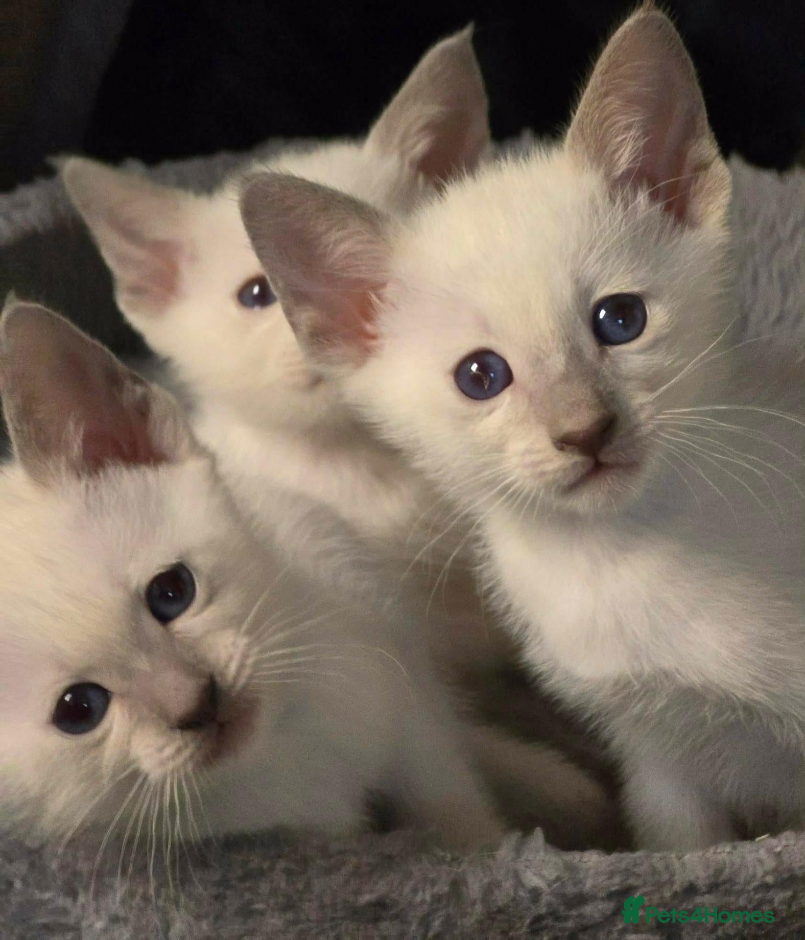 Siamese cats Cheeky blue eyed full siamese - Advert 1
