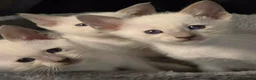 Siamese cats for sale: Cheeky blue eyed full siamese - Advert 1