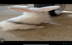 Mini Lop rabbits for sale: Mini Lop/Lion Lop babies - Image 13