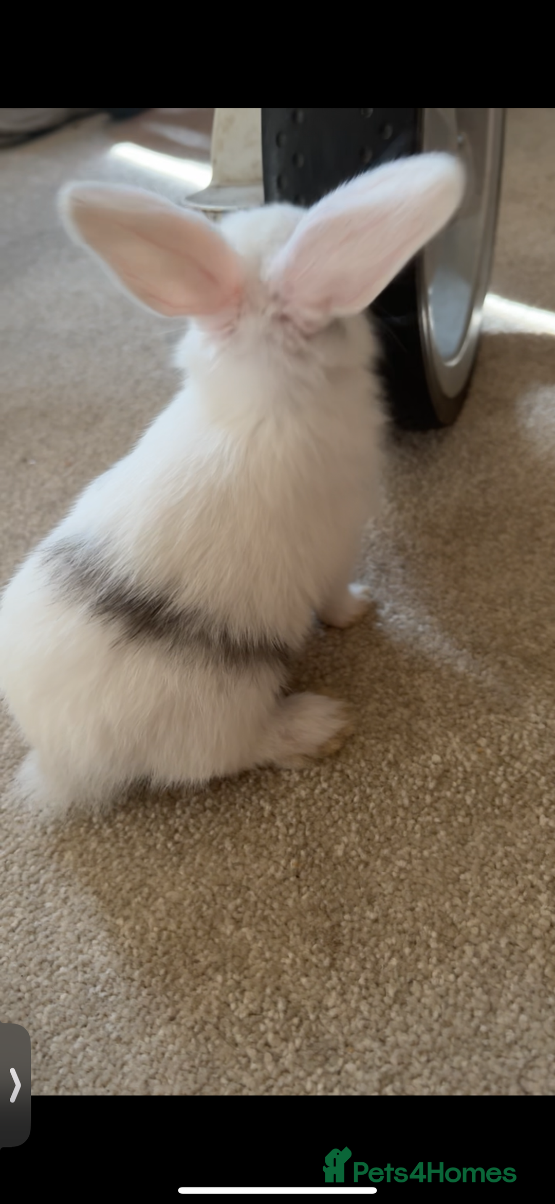 Mini Lop rabbits for sale: Mini Lop/Lion Lop babies - Image 13