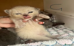 Ragdoll cats for sale: Ragdoll X Sphynx kittens  - Image 6