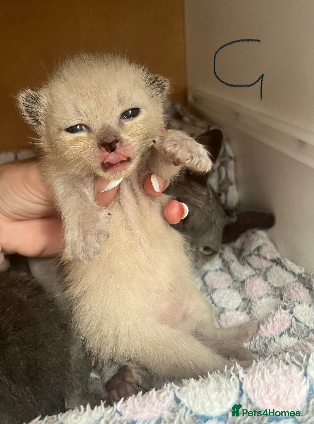 Ragdoll cats for sale: Ragdoll X Sphynx kittens  - Image 6