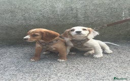Cocker Spaniel dogs for sale: Cocker spaniel puppy - Image 4