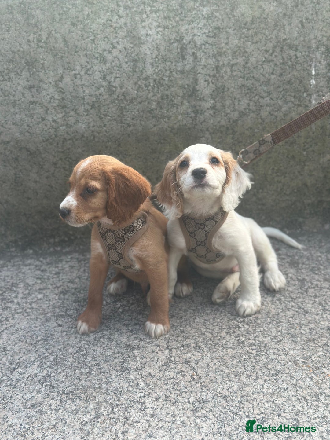 Cocker Spaniel dogs for sale: Cocker spaniel puppy - Image 4