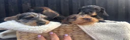 Miniature Dachshund dogs for sale: Wire Haired Miniature Dachshunds  - Advert 11