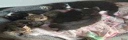 Mixed Breed cats for sale: Beautiful fluffy friendly babies - Advert 9