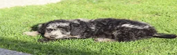 Cavapoochon dogs for sale: Beautiful Cavapoochon puppies for sale - Advert 26
