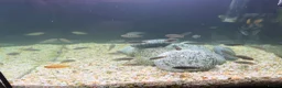 Cichlids fish for sale: Mbuna Cichlid Fry in Doncaster - Advert 1