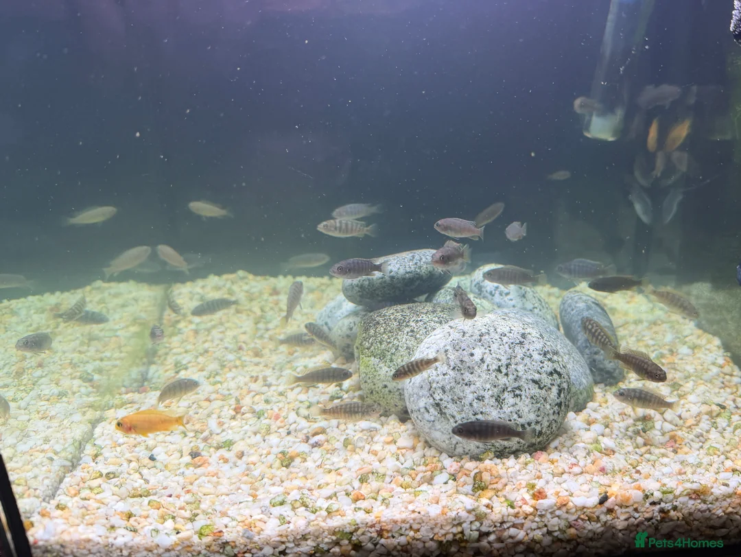 Cichlids fish for sale: Mbuna Cichlid Fry in Doncaster - Advert 1