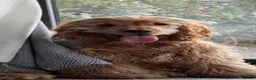 Cocker Spaniel dogs for stud: Show type Cocker spaniel - Advert 4