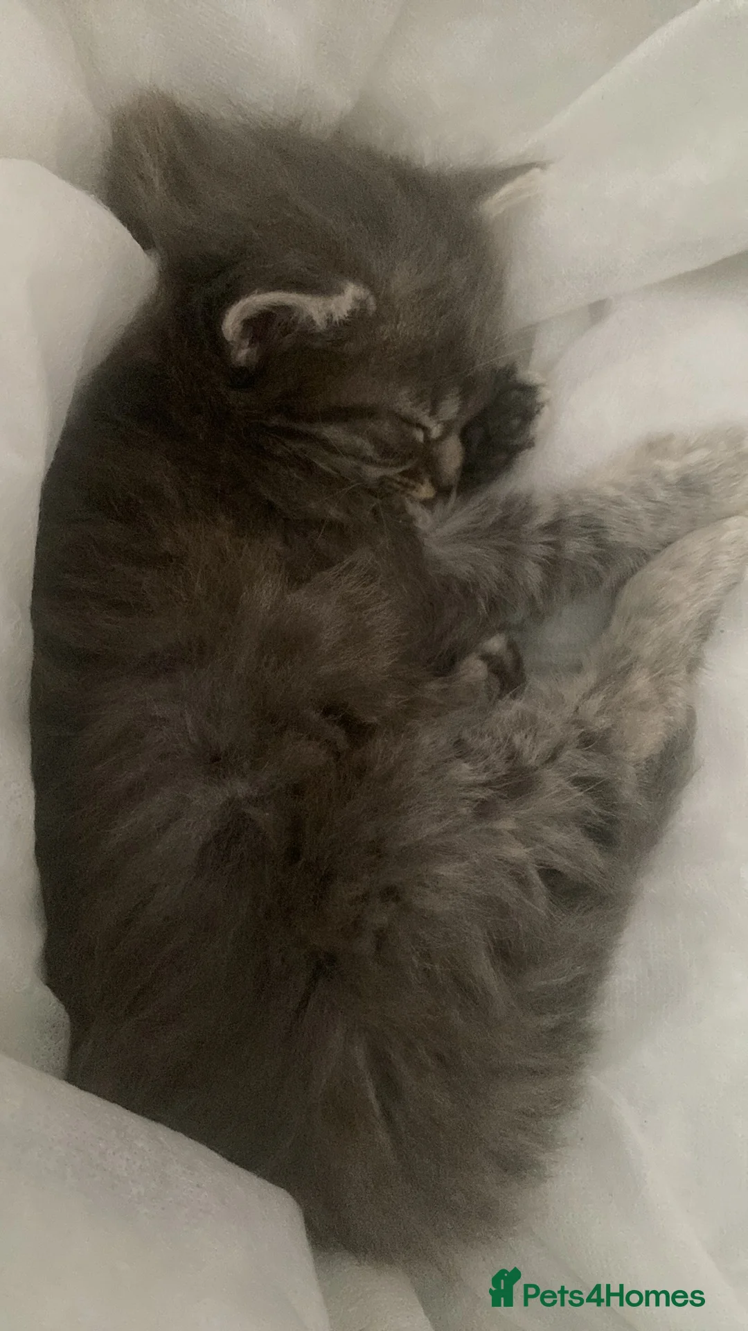 Mixed Breed cats for sale: 3 gorgeous kittens available  - Advert 7