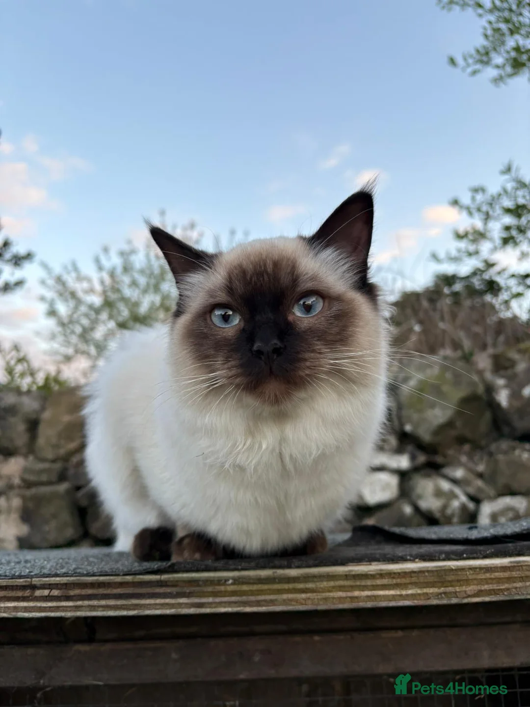 Ragdoll cats for sale: Ragdoll Kittens Farm Bred - Advert 6