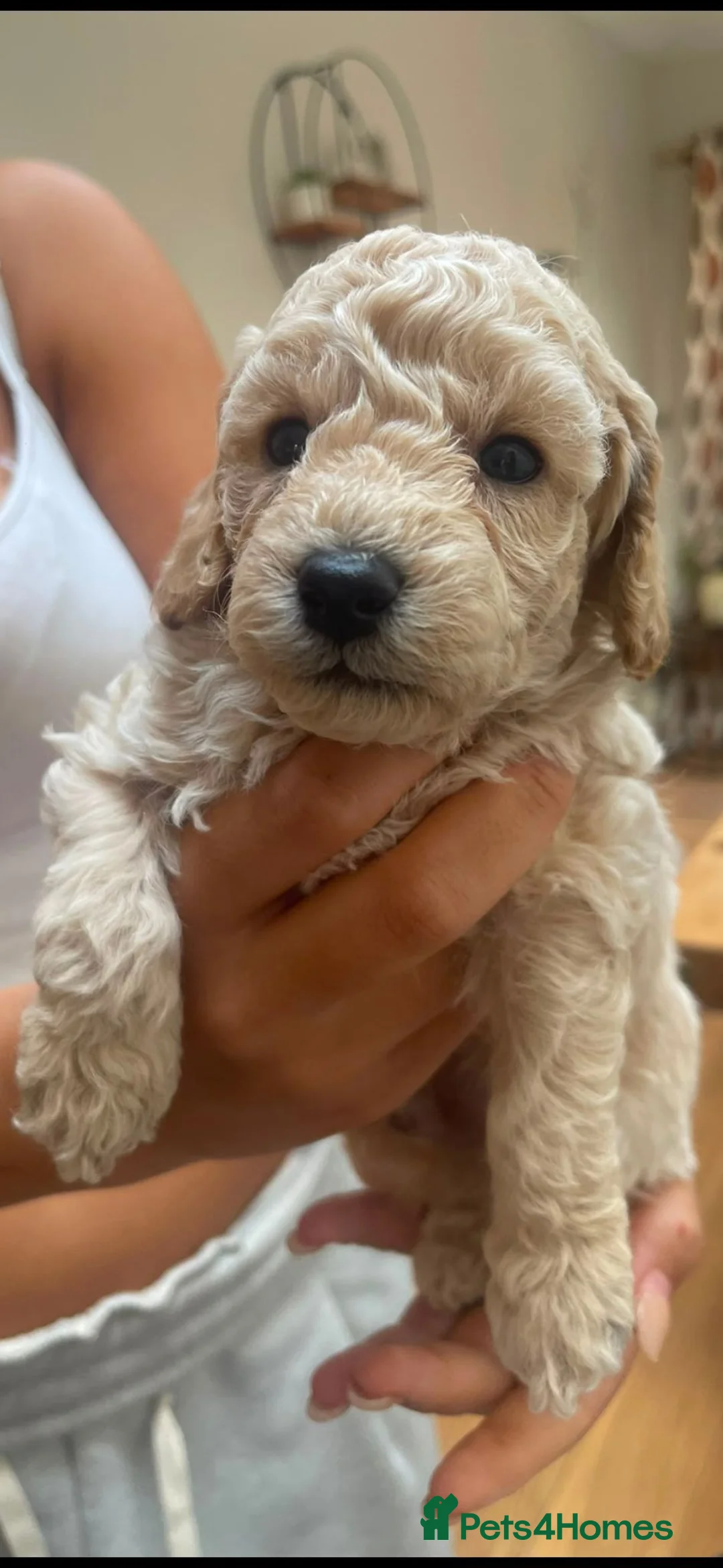 Toy Poodle dogs for stud: Toy Poodle short notice DNA tested clear PRA £150 - Advert 2