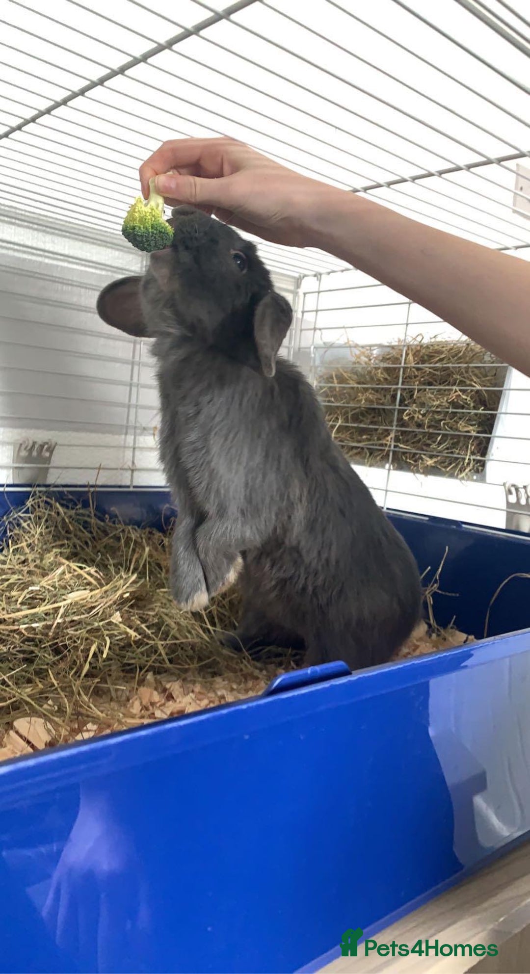 English Lop rabbits for sale: Lilac Rabbit (Free to good home) - Image 4
