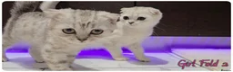 Scottish Fold cats for sale: Scottish Fold Kittens - Advert 20