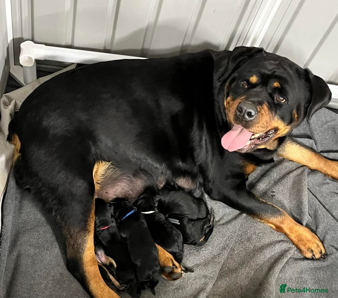 Rottweiler dogs for sale: Rottweiler Puppies for Sale – Loving Homes ! - Image 9