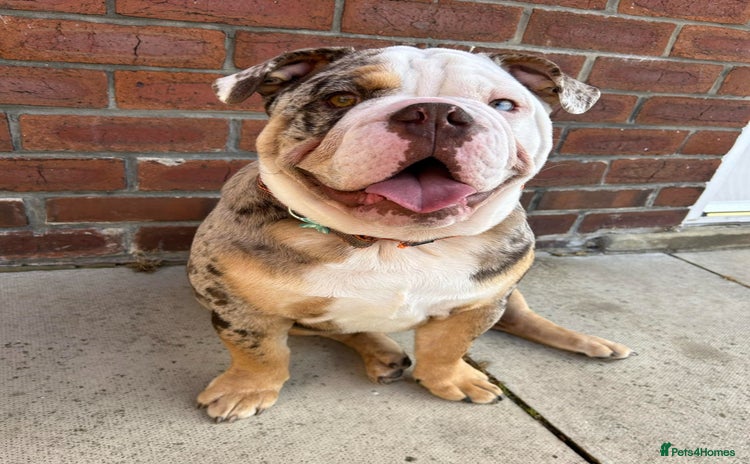 English Bulldog dogs - Advert 14