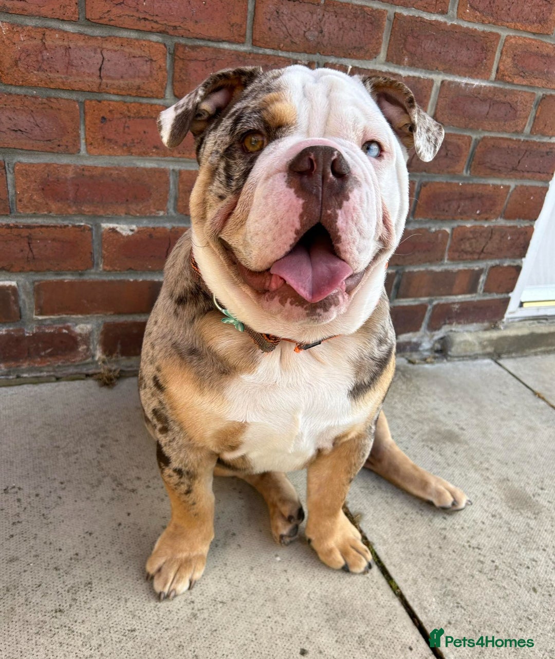 English Bulldog dogs for sale: In tact English bulldog looking for forever home - Image 1