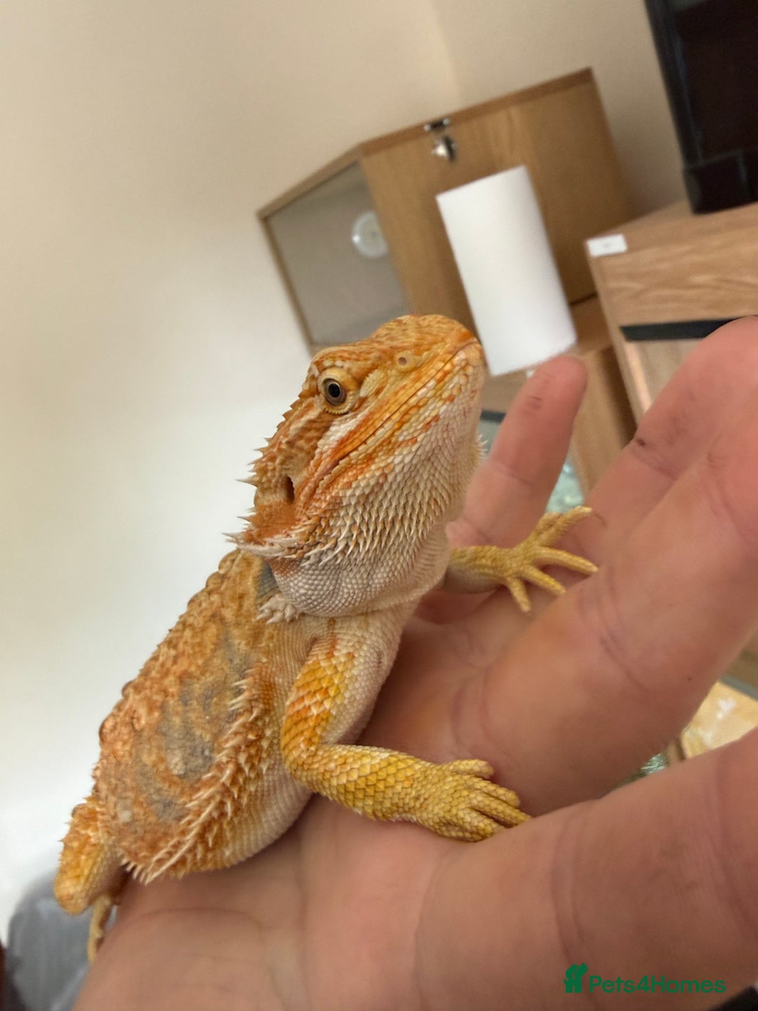 Bearded Dragon reptiles for sale: 🔥🦎🔥❤️ BEARDED DRAGON Bargain £75 ❤️🔥🦎  - Image 6